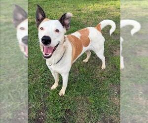 Border Collie-Unknown Mix Dogs for adoption in Conroe, TX, USA