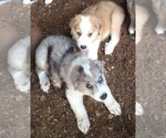 Small Photo #11 Australian Shepherd-Great Pyrenees Mix Puppy For Sale in RIDGELAND, SC, USA