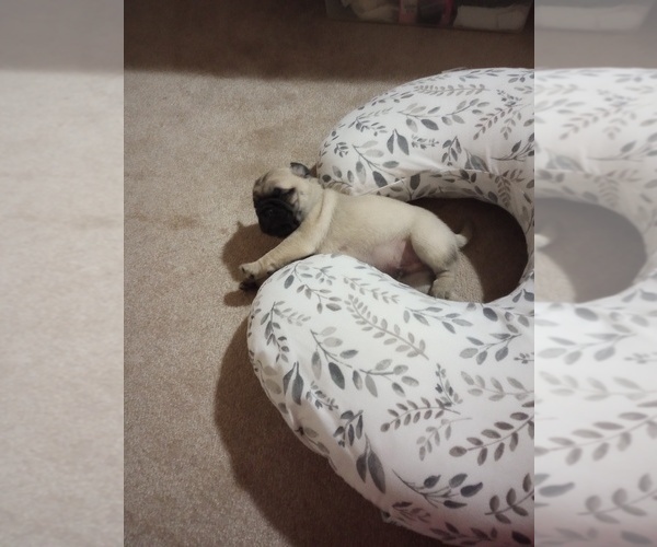Medium Photo #1 Pug Puppy For Sale in SAINT PAUL, MN, USA