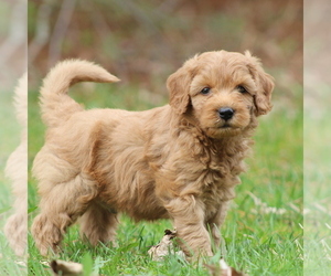 Goldendoodle-Poodle (Miniature) Mix Puppy for sale in STANLEY, WI, USA