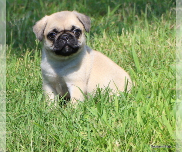 Medium Photo #3 Pug Puppy For Sale in WINNSBORO, TX, USA