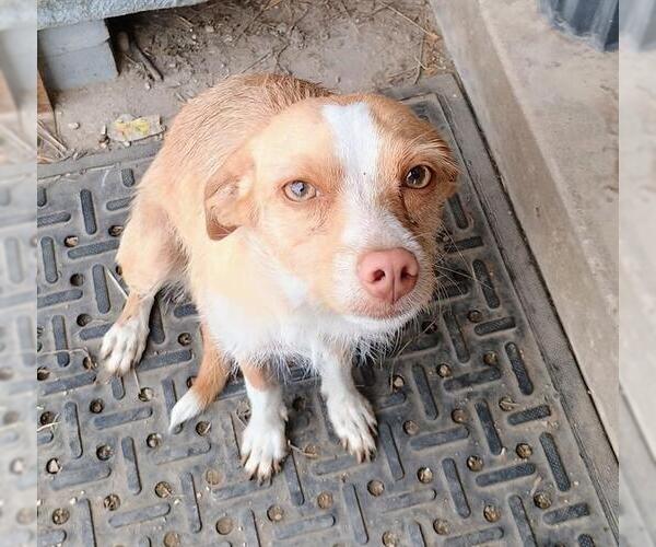 Medium Photo #1 Mutt Puppy For Sale in San Antonio, TX, USA