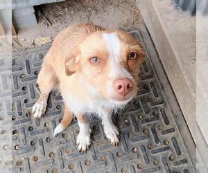 Mutt Dogs for adoption in San Antonio, TX, USA