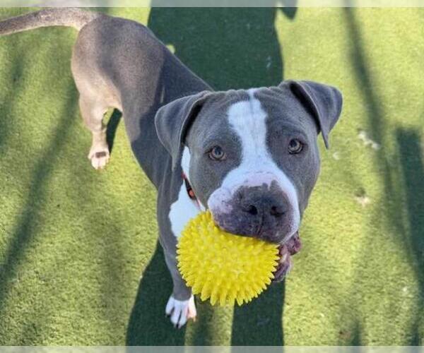 Medium Photo #1 Mutt Puppy For Sale in Martinez, CA, USA