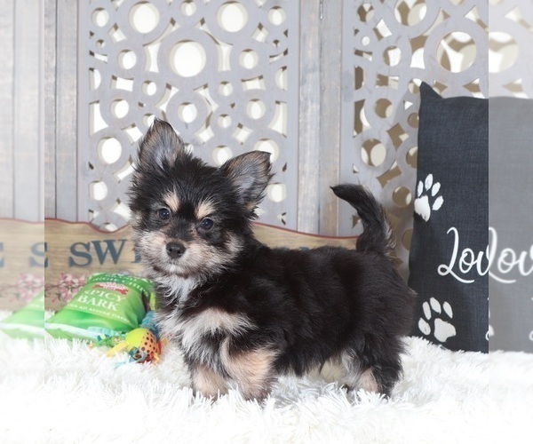 Medium Photo #4 Yoranian Puppy For Sale in MOUNT VERNON, OH, USA