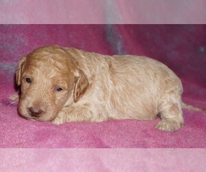 Miniature Labradoodle Puppy for sale in LA HABRA, CA, USA