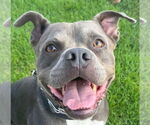 Small #3 American Staffordshire Terrier Mix