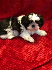 Shih Tzu Puppy for sale in GRANBURY, TX, USA