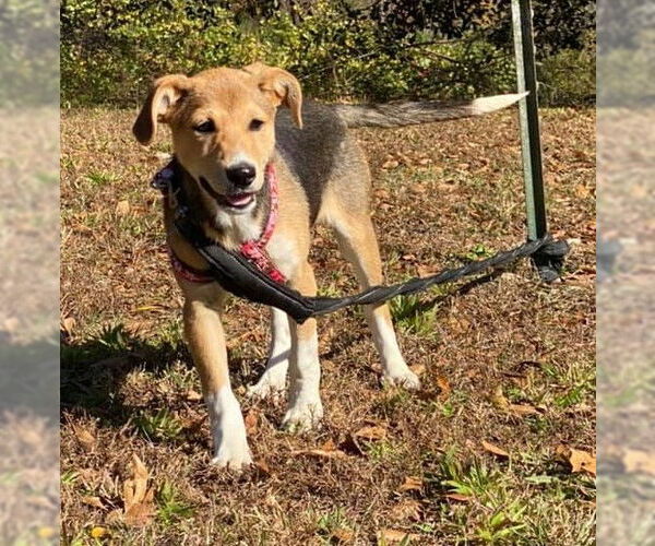 Medium Photo #9 German Shepherd Dog-Whippet Mix Puppy For Sale in Attalka, AL, USA