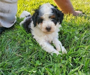 Miniature Bernedoodle Puppy for sale in LEETONIA, OH, USA