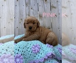Puppy Pink Golden Retriever