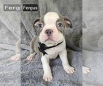 Small #4 Boston Terrier