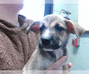 German Shepherd Dog-Unknown Mix Dogs for adoption in Tulsa, OK, USA