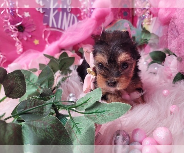 Medium Photo #4 Yorkshire Terrier Puppy For Sale in HARKER HEIGHTS, TX, USA