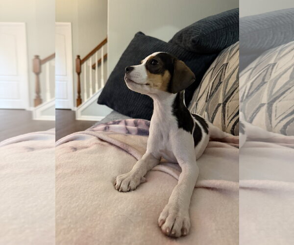Medium Photo #4 Mutt Puppy For Sale in Greenville, SC, USA