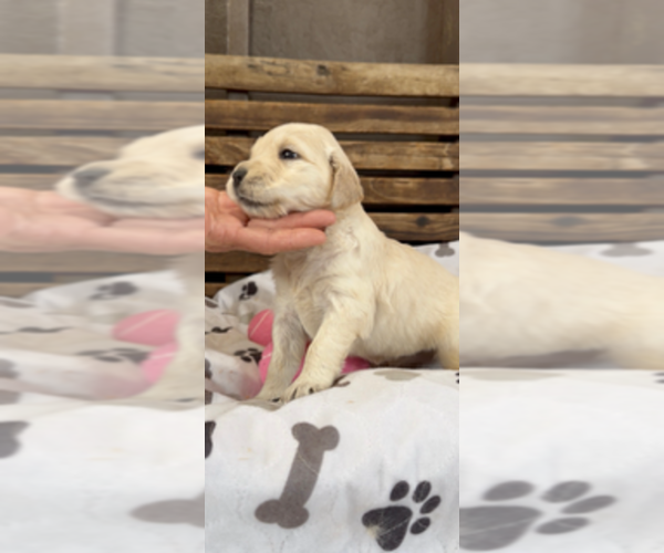 Medium Photo #33 Goldendoodle Puppy For Sale in MERCED, CA, USA