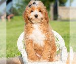 Puppy Pluto Poodle (Miniature)