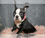 Small Photo #9 Boston Terrier Puppy For Sale in HARLAN, IN, USA