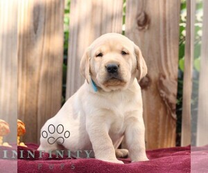 Labrador Retriever Puppy for sale in SHIPPENSBURG, PA, USA