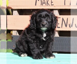 Aussiedoodle Miniature  Puppy for sale in HOLTWOOD, PA, USA