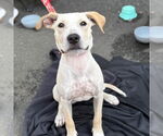 Small #10 Labrador Retriever Mix