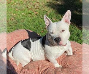 Bulldog-Staffordshire Bull Terrier Mix Dogs for adoption in Rootstown, OH, USA