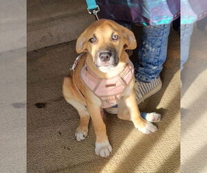 Shepradors Dogs for adoption in Dublin, OH, USA