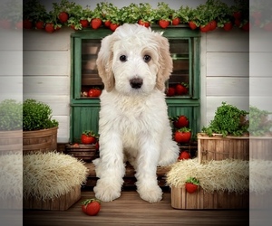 Bernedoodle-Poodle (Standard) Mix Puppy for sale in MENIFEE, CA, USA