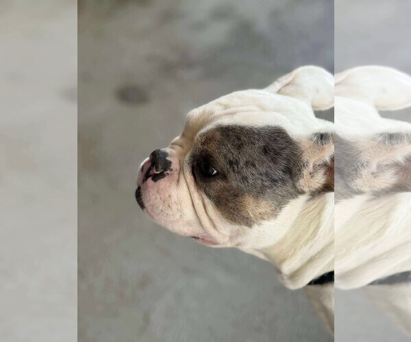 Medium Photo #4 Free-Lance Bulldog Puppy For Sale in Oro Medonte, Ontario, Canada