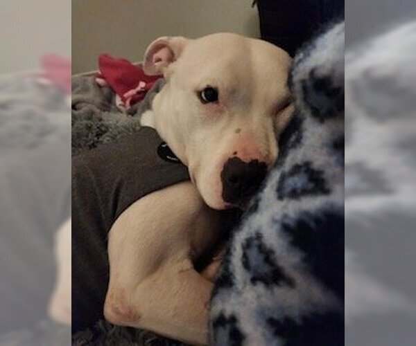 Medium Photo #2 American Pit Bull Terrier Puppy For Sale in Williamsburg, IA, USA