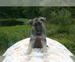 Small #5 German Shepherd Dog
