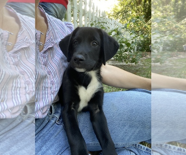 Medium Photo #6 Golden Labrador Puppy For Sale in MIDWAY, GA, USA