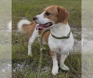 Toy Rat Doxie Dogs for adoption in Sanford, FL, USA
