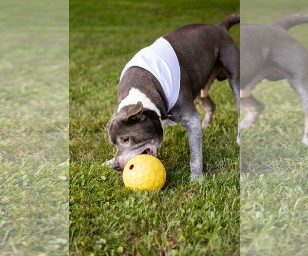 Medium Photo #18 Staffordshire Bull Terrier-Unknown Mix Puppy For Sale in Crete, IL, USA