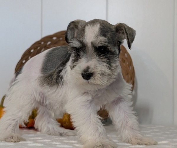 Medium Photo #8 Schnauzer (Miniature) Puppy For Sale in GOSHEN, IN, USA