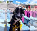 Small #1 Labrador Retriever Mix