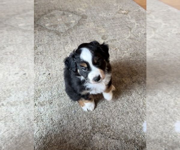 Medium Photo #1 Miniature Australian Shepherd Puppy For Sale in SAINT CLOUD, MN, USA