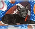 Small Photo #3 Malinois Puppy For Sale in PARADISE, PA, USA