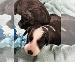 Small Photo #14 Aussiedoodle Miniature  Puppy For Sale in GOSHEN, OH, USA