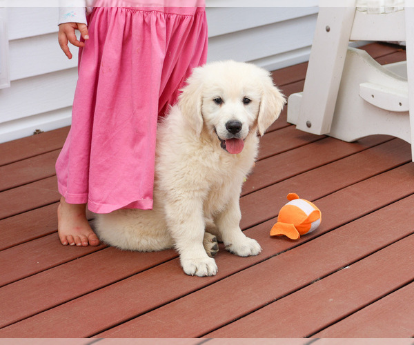 Medium Photo #4 English Cream Golden Retriever Puppy For Sale in SYRACUSE, IN, USA