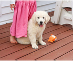 Small #3 English Cream Golden Retriever