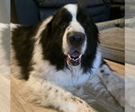Small Great Pyrenees Mix