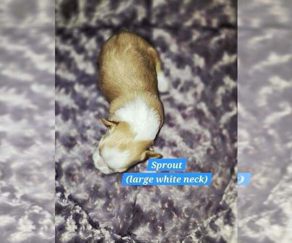 Medium Photo #2 Mal-Shi Puppy For Sale in Plantation, FL, USA