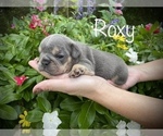 Small Photo #7 Bulldog Puppy For Sale in SPRING, TX, USA