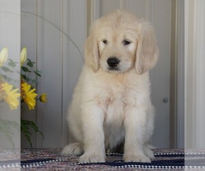 English Cream Golden Retriever-Poodle (Standard) Mix Puppy for sale in FREDERICKSBG, OH, USA