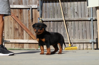 Rottweiler Puppy for sale in BEAUMONT, CA, USA
