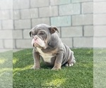 Small #33 English Bulldog