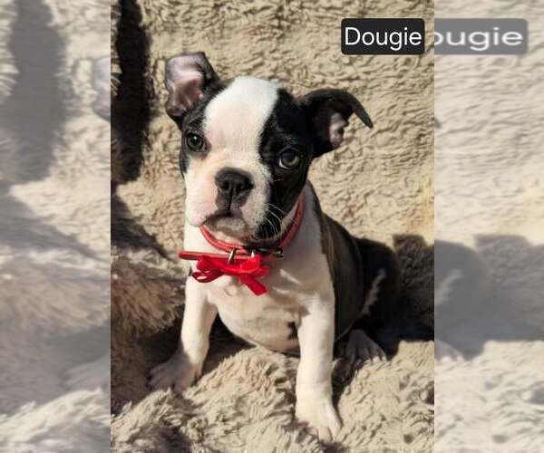 Medium Photo #5 Boston Terrier Puppy For Sale in POMEROY, OH, USA