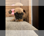 Small Photo #1 French Bullhuahua-Pug Mix Puppy For Sale in PARIS, TX, USA