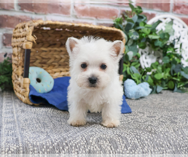 Medium Photo #4 West Highland White Terrier Puppy For Sale in SYRACUSE, IN, USA